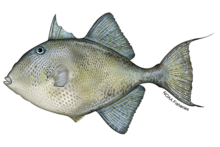 The gray triggerfish, Balistes capriscus, is similar in color to the ocean triggerfish but lacks a characteristic black marking at the base of its pectoral fins. (Image credit NOAA Fisheries)