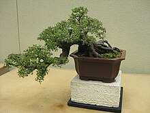 Chinese Elm Ulmus parvifolia bonsai Ulmus Parvifolia.JPG