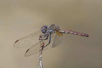 Violet dropwing Trithemis annulata ♀ Cyprus