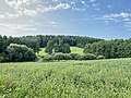 Meadows and forest