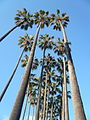 Un groupe de Washingtonia robusta en Catalogne, Espagne.