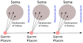 Image 35August Weismann's germ plasm theory. The hereditary material, the germ plasm, is confined to the gonads. Somatic cells (of the body) develop afresh in each generation from the germ plasm. (from History of genetics)