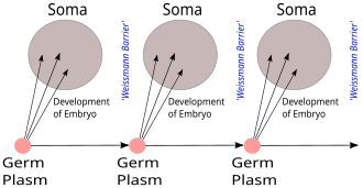 August Weismann's 1892 germ plasm theory. The hereditary material, the germ plasm, is confined to the gonads. Somatic cells (of the body) develop afresh in each generation from the germ plasm. Weismann's Germ Plasm.svg