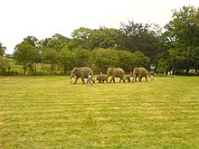 Five elephants walking in a row across a field. Each elephant is holding the tail of the one in front with its trunk. The second and fourth are young while the others are adults. They are being escorted by several handlers.