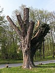 Baumhasel (Corylus colurna)