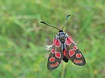 Zygaena carniolica – Oberseite