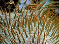 Acanthaster planci