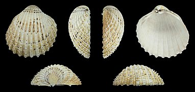 Acanthocardia echinata Rechte Klappe