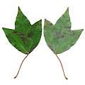 Листья клёна трёхраздельного (Acer buergerianum)