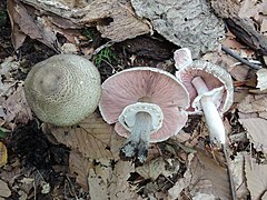 Description de l'image Agaricus bohusii 771789.jpg.