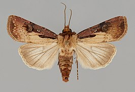 Agrotis obliqua