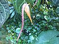 Kristályos flamingóvirág (Anthurium crystallinum)