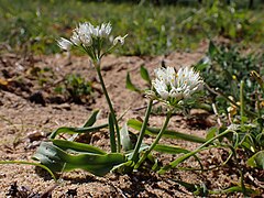 Description de l'image Allium subvillosum kz02.jpg.