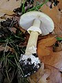 Amanita phalloides