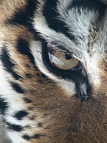 Amur Tiger Panthera tigris altaica Eye 2112px.jpg
