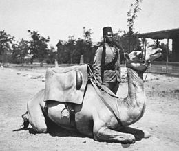 A camel soldier of the native forces of the British army, early 20th century Anglo-Egyptian Sudan camel soldier of the British army.jpg