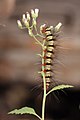 56 Arctiidae caterpillar
