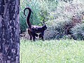 Ateles geoffroyi (zoo de Prague)