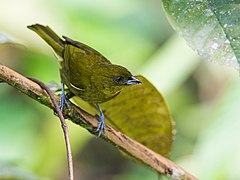 Description de l'image Bangsia flavovirens - Yellow-green Tanager 2 (cropped).jpg.