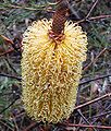 Banksia spinulosa (yellow styles), Georges River National Park (near Sydney)
