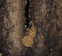 New Zealand bat flies at the entrance of a short-tailed bat roost in Fiordland