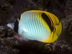 The eye of the spot-nape butterflyfish is concealed by a bold eyestripe.