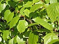 Sookask (Betula pubescens)