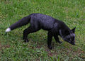 روباه سیاه، أتی آل لوآس که ونه رنگ سیوئه.