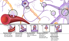 A few of the various types of synapses Blausen 0843 SynapseTypes.png