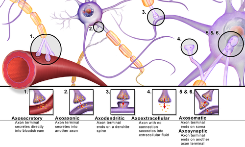Different types of synapses Blausen 0843 SynapseTypes.png