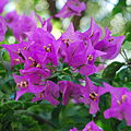 1 Bougainvillea since 2006 (original tree since 1980)