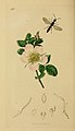 Rosa hibernica depicted in British Entomology (1829) “Forthe beautiful drawing of ‘’Rosa Hibernica’’ (the Belfast Rose) I am indebted to Miss Haliday