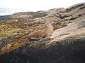 California Sea Lion (Zalophus californianus)