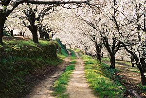 Path over cherry trees. (Jerte's Valley)