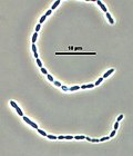 Miniatura para Catenibacillus