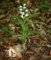 Schmalblatt-Waldvöglein (Cephalanthera longifolia)