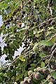 Ceylon gooseberries fruiting
