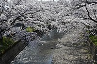 在堀尾迹公园的裁断桥所见到的五条川樱花
