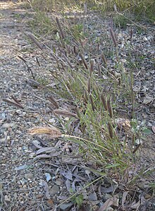 Chloris virgata habit.jpg