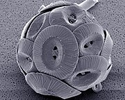 Coccolithophores များတွင် coccoliths ဟုခေါ်သောမြေဖြူတွေ သုံးပြီး ပြားများ ရှိပြီး Dover of Cliffs ကို ထုတ်လုပ်သည်