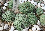 Miniatura para Conophytum piluliforme