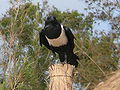 Schildrabe Pied Crow