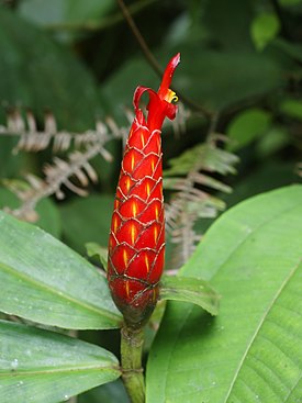 Costus pulverulentus