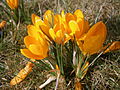 Crocus 'Yellow Mammoth'