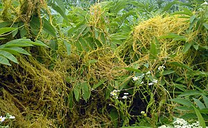 Cuscuta europaea