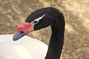 Weil sie so einen schwarzen Hals haben, heißen sie Schwarzhalsschwäne.