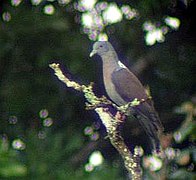 Columba delegorguei