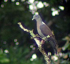 ♂ Columba delegorguei