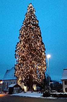 Eichseler Weihnachtsbaum 2017