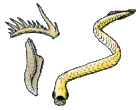 Conodonts (extinct) resembled primitive jawless eels Euconodonta.gif